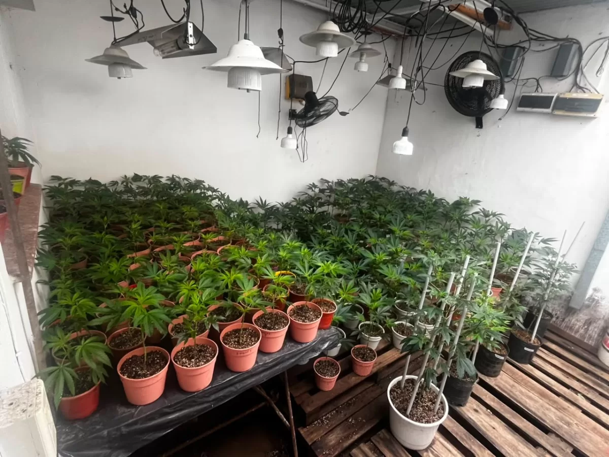 Apagaron un incendio y descubrieron un vivero con plantas de marihuana