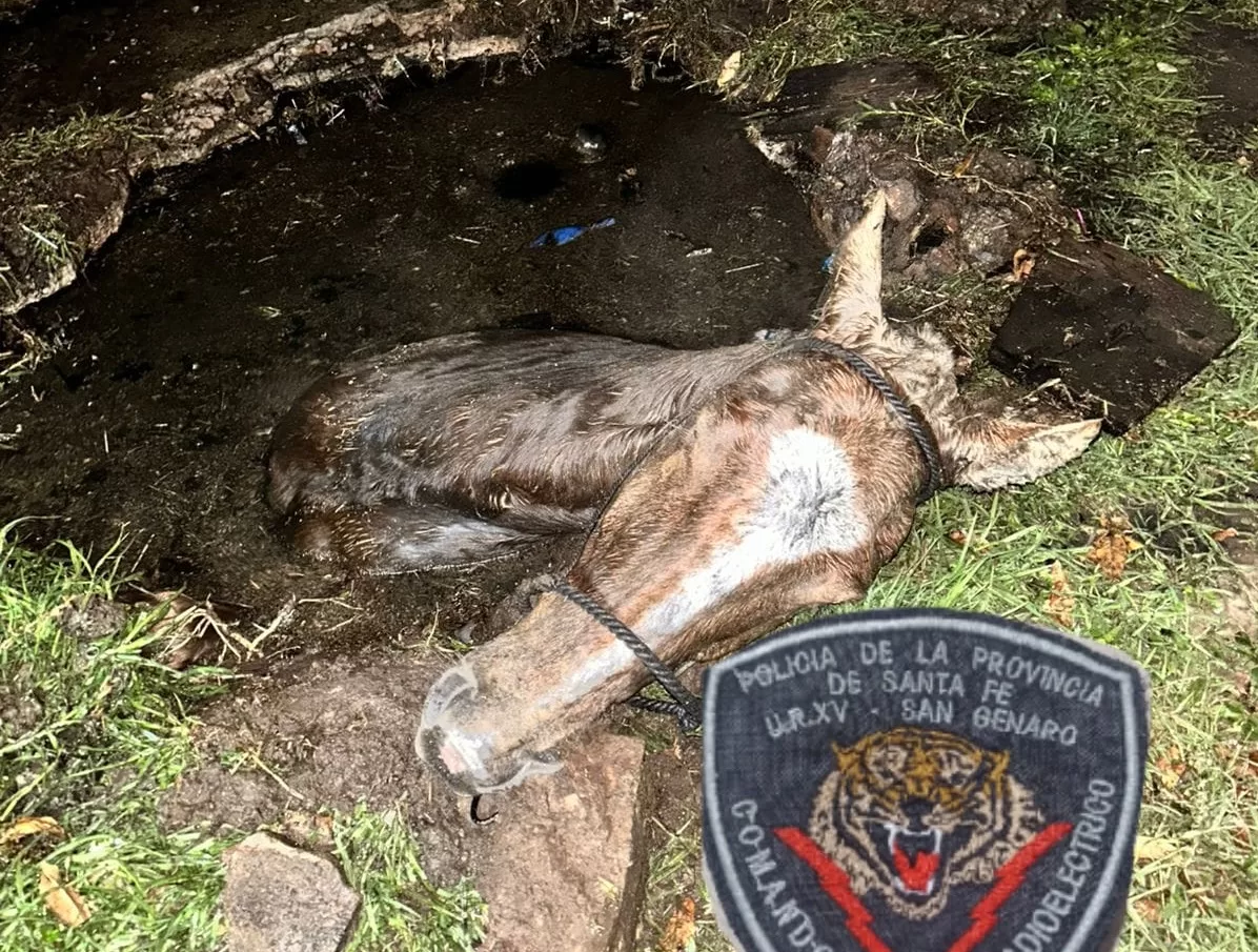 Bomberos salvaron a un caballo que cayó dentro de un pozo ciego durante la madrugada