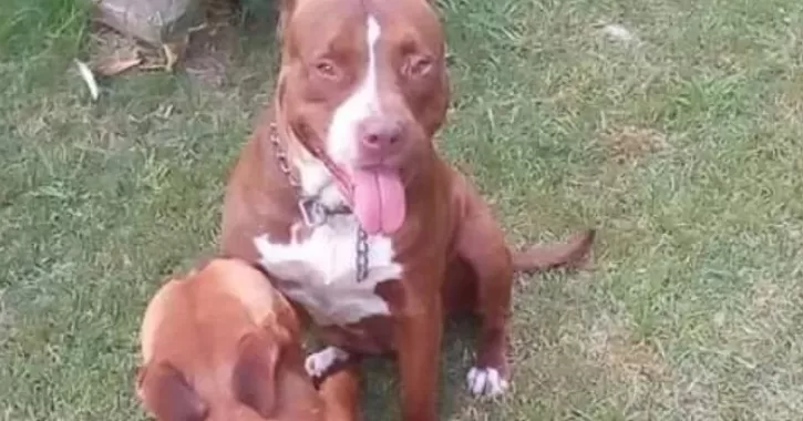 Dos pitbulls atacaron a una mujer en Cayastá